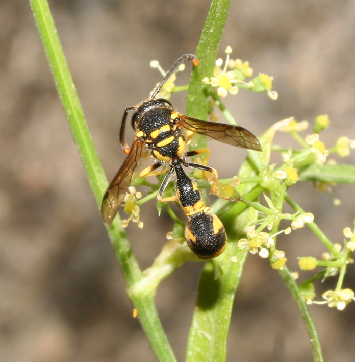 Ancora un Vespidae Eumeninae.